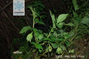 野烟 - 第1张  | 中药养生知识-中草药的功效与作用