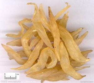 天冬补阴药物 - 第1张  | 中药养生知识-中草药的功效与作用