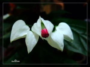 龙吐珠(中草药名称:蛇莓)(中药大全科目:蔷薇科) - 第1张  | 中药养生知识-中草药的功效与作用