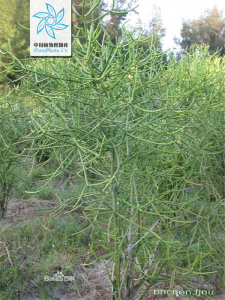 光棍树(中草药名称:绿玉树)(中药大全科目:大戟科) - 第1张  | 中药养生知识-中草药的功效与作用