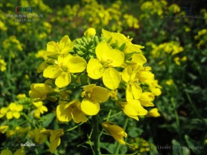 芸薹子 - 第1张  | 中药养生知识-中草药的功效与作用