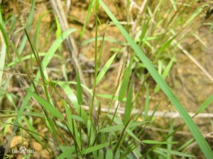 笔仔草 - 第1张  | 中药养生知识-中草药的功效与作用