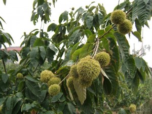 榛子 - 第1张  | 中药养生知识-中草药的功效与作用